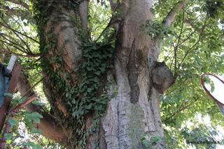 Bagolaro di Zafferana